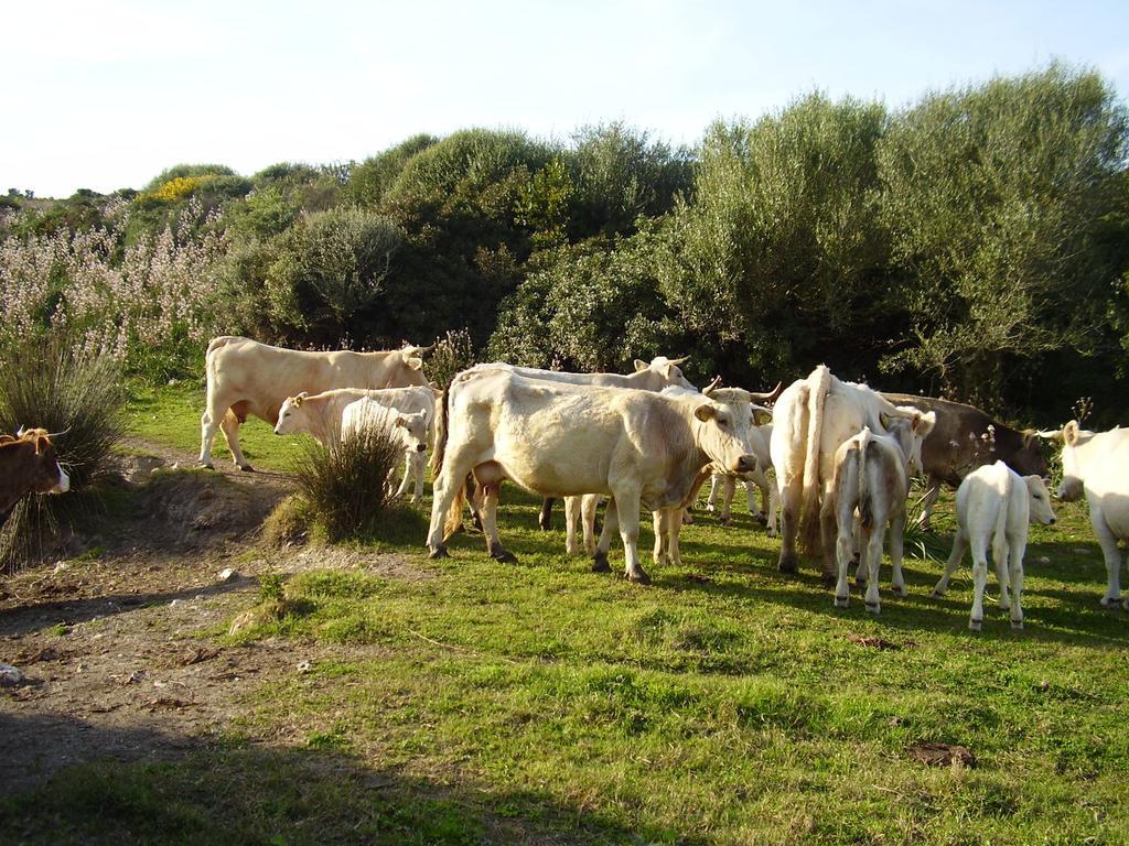 Agriturismo Cuile De Molino Porto Torres Exterior foto