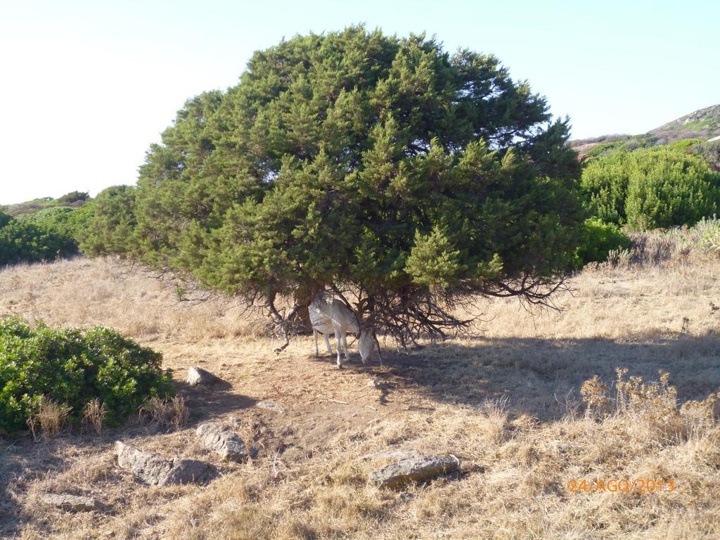 Agriturismo Cuile De Molino Porto Torres Exterior foto